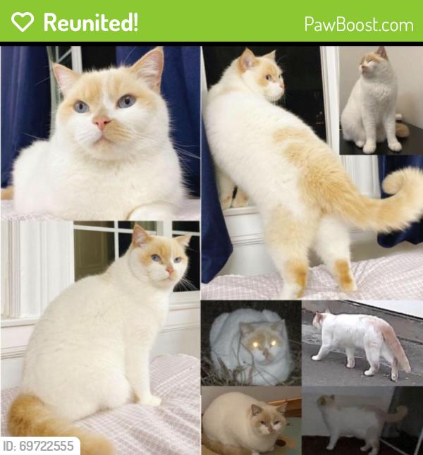 Reunited Female Cat last seen Moraga St & 46th Ave, San Francisco, CA 94122, USA, San Francisco, CA 94122