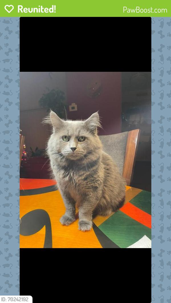 Reunited Male Cat last seen Pimmet run lane , iddlewood , Idylwood, VA 22043