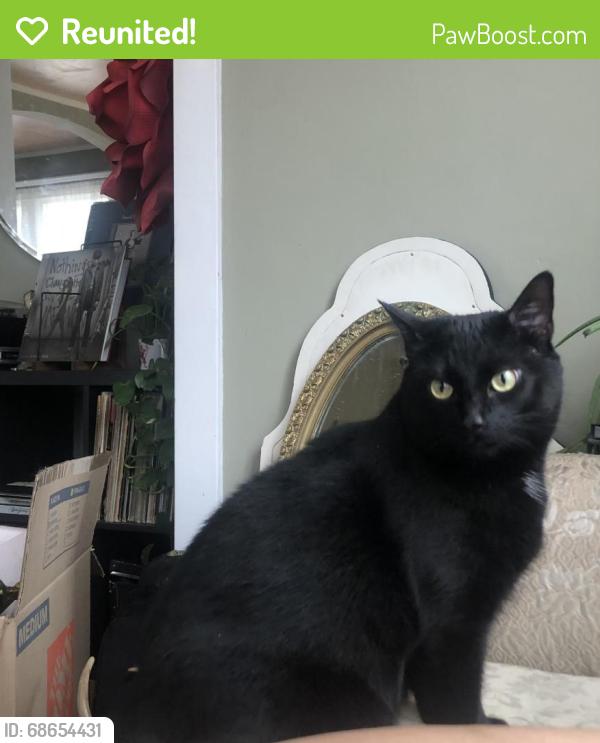 Reunited Male Cat last seen San Pascual/York, Los Angeles, CA 90042
