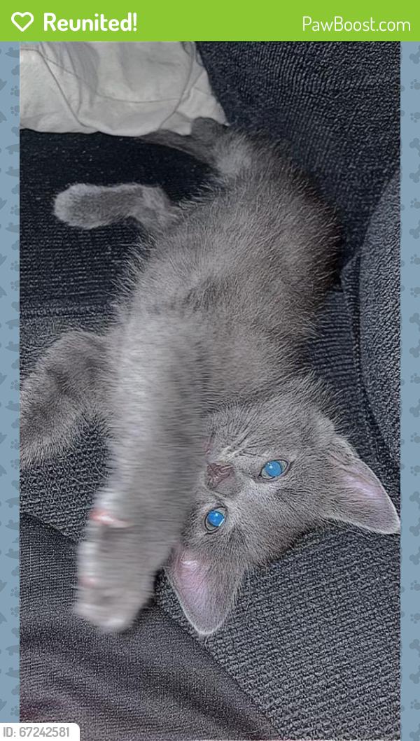 Reunited Male Cat last seen Near Southeast Causey Avenue, Happy Valley, OR, USA, Happy Valley, OR 97086