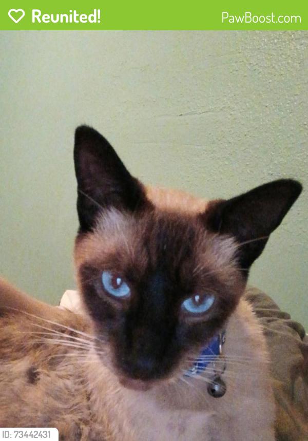 Reunited Male Cat last seen Hemlock street, Oxnard, CA 93035