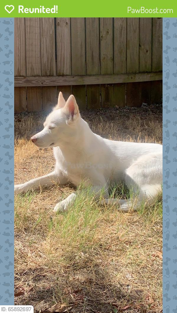 Reunited Female Dog last seen Buckskin & freemont, Brushy Creek, TX 78717