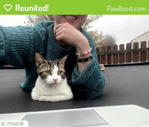 Reunited Male Cat last seen Bridgehill drive and hoose drive. 43123, Grove City, OH 43123