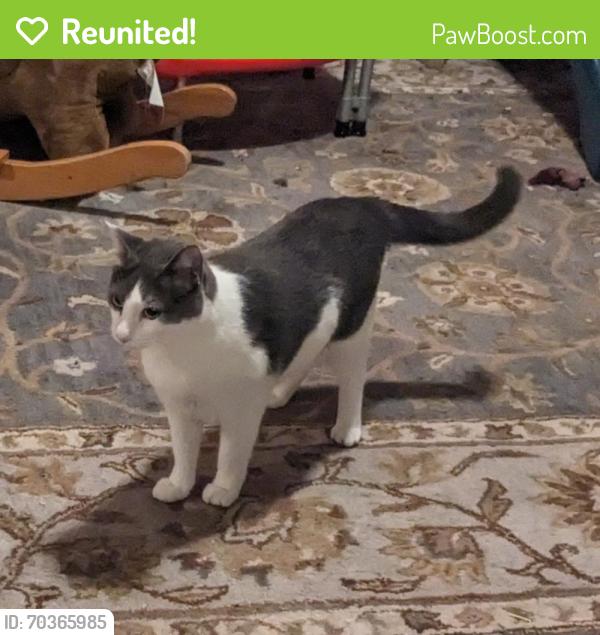 Reunited Female Cat last seen 44th and West, Oakland, CA 94609