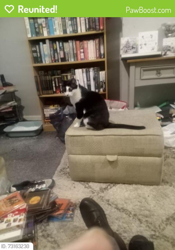 Reunited Female Cat last seen Home, West Yorkshire, England WF8 2BX