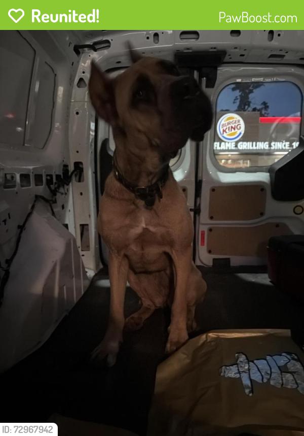 Reunited Female Dog last seen Crosstimbers st Houston, Tx 77028, Houston, TX 77093