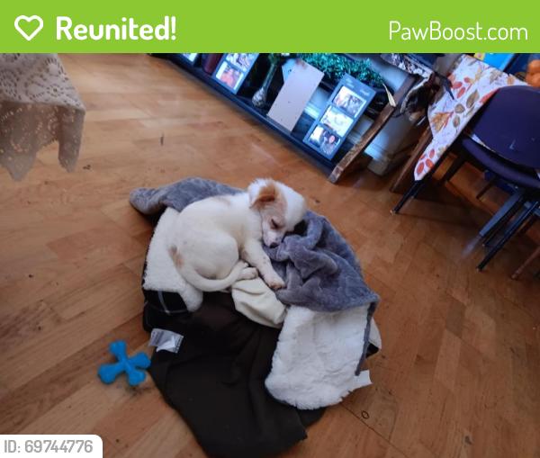 Reunited Male Dog last seen Near Camellia Dr, East Palo Alto, CA 94303, USA, East Palo Alto, CA 94303