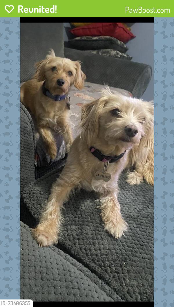 Reunited Male Dog last seen Fiske Ave, Glenarden, MD 20706, USA, Glenarden, MD 20706