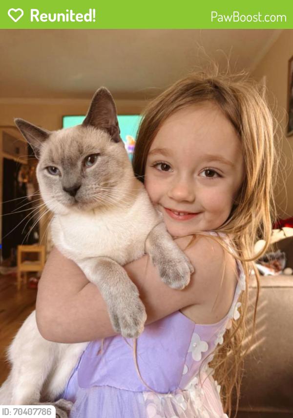 Reunited Male Cat last seen Archer Road and Alexander Road, Davidson, NC 28036