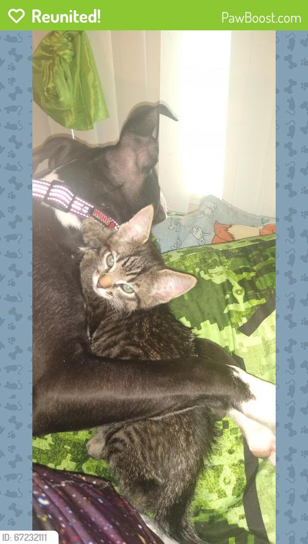 Reunited Male Cat last seen Lakeside landing apmts, Tacoma, WA 98465