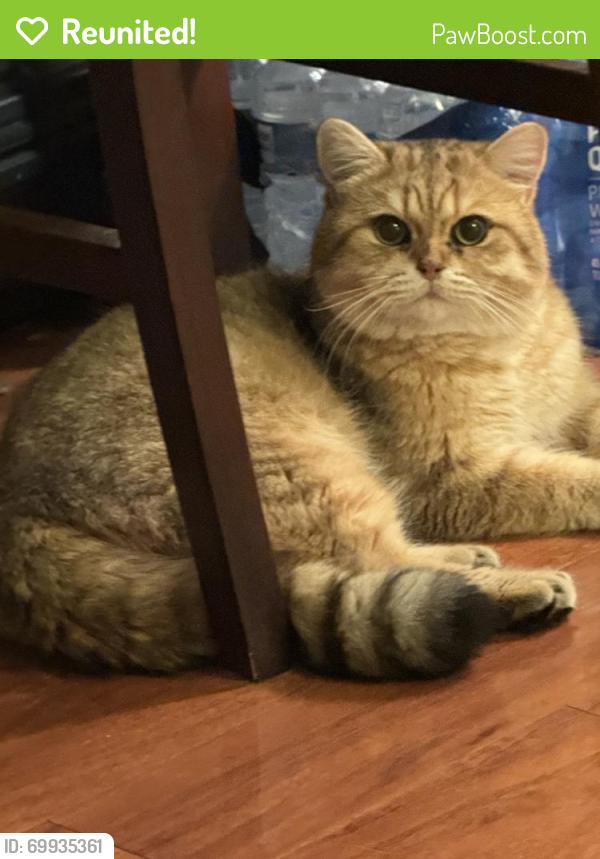 Reunited Male Cat last seen Camarina dr and Galatina dr, Rowland Heights, CA 91748