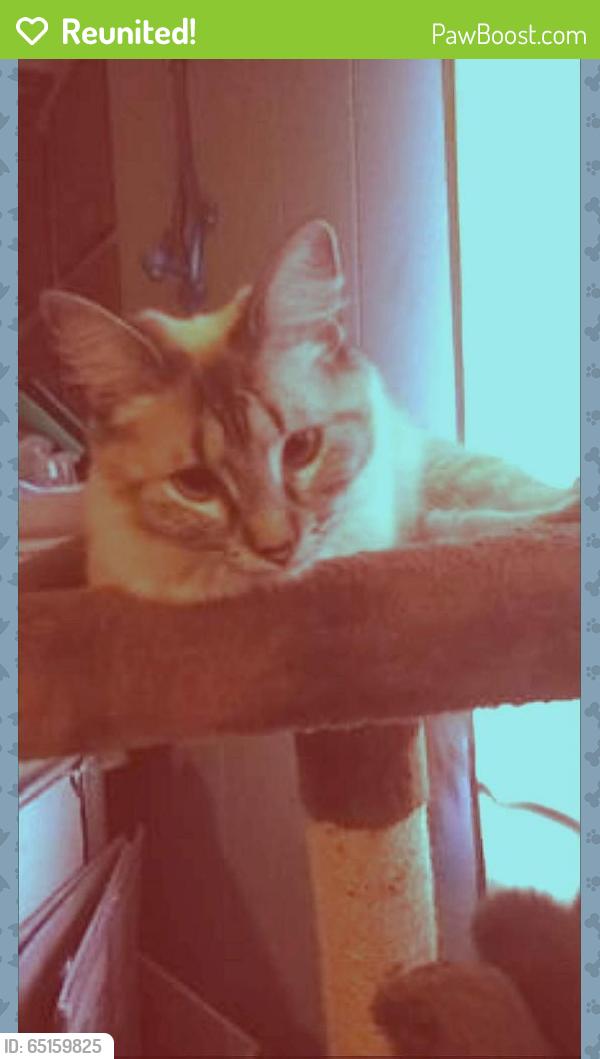 Reunited Female Cat last seen Near N C St & W 1st St, Centerton, AR 72719