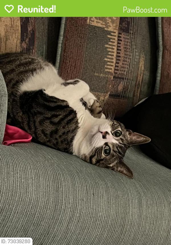 Reunited Male Cat last seen Railroad hse restaurant , Sinking Spring, PA 19608