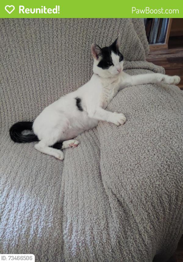 Reunited Male Cat last seen 2nd St, Manchester, TN 37355
