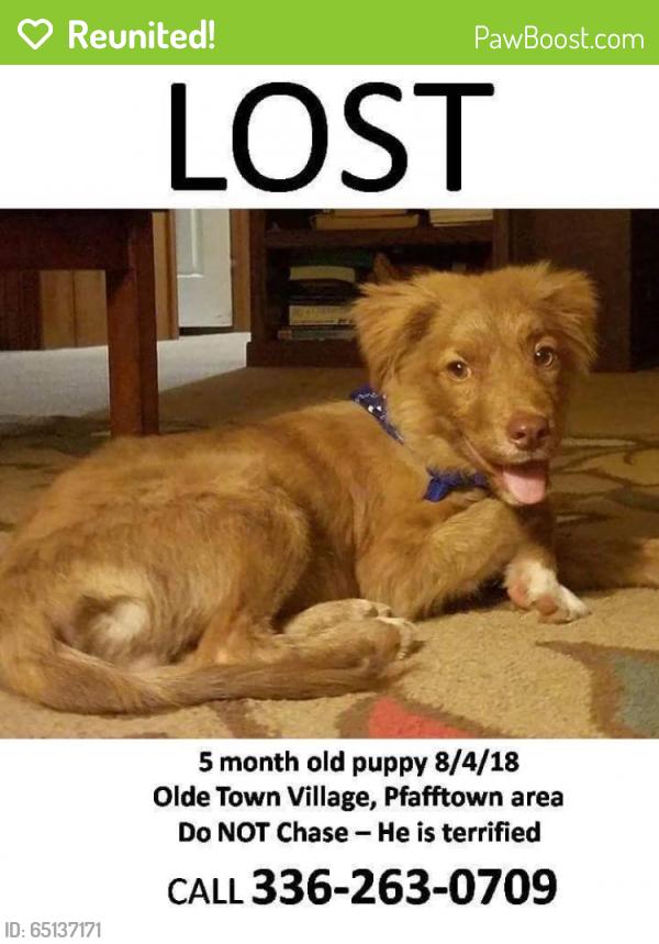 Reunited Male Dog last seen Near Lakeview Dr & Bethania Rd, Pfafftown, NC 27040