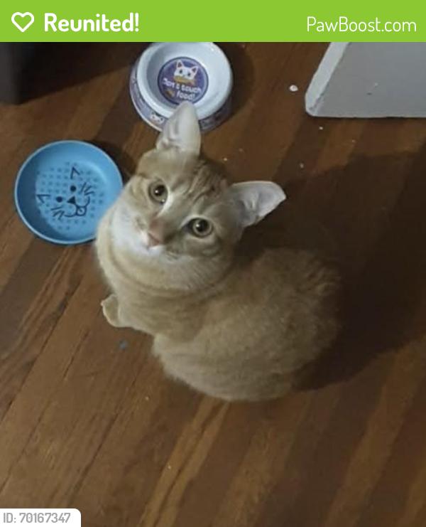 Reunited Male Cat last seen Laurens sc, Laurens, SC 29360