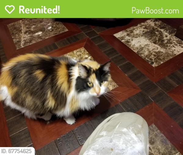 Reunited Female Cat last seen Wakefield Ave., Hampton, VA 23661