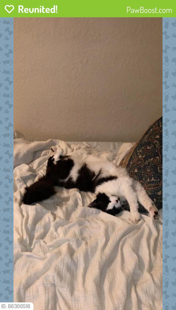 Reunited Male Cat last seen The Cesar Chavez Park, Seattle, WA 98108