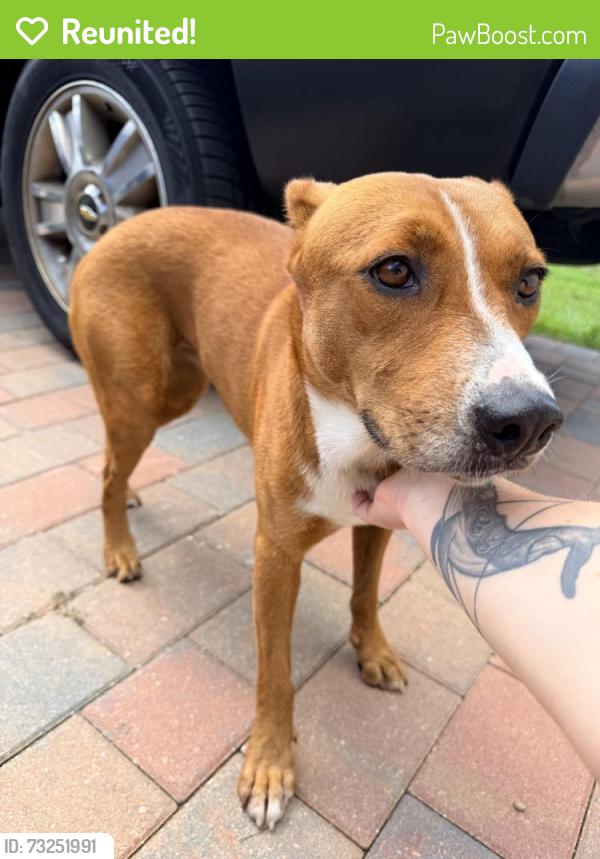 Reunited Female Dog last seen Gator Circle Cape Coral, Cape Coral, FL 33909
