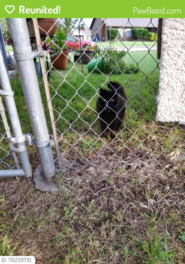 Reunited Female Cat last seen 7th, Sachse, TX 75048