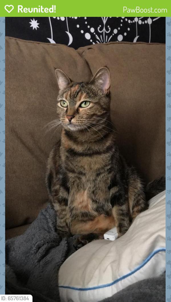 Reunited Female Cat last seen Alameda and union, Denver, CO 80228