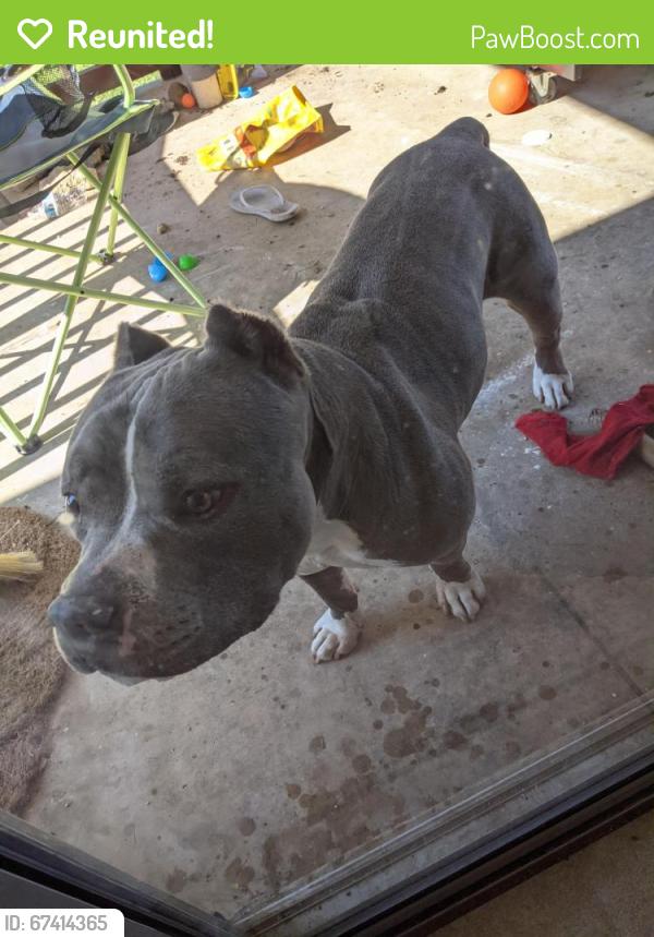 Reunited Male Dog last seen Whisper Meadow/Northcliffe neighborhoods off FM 1103, Schertz, TX 78108