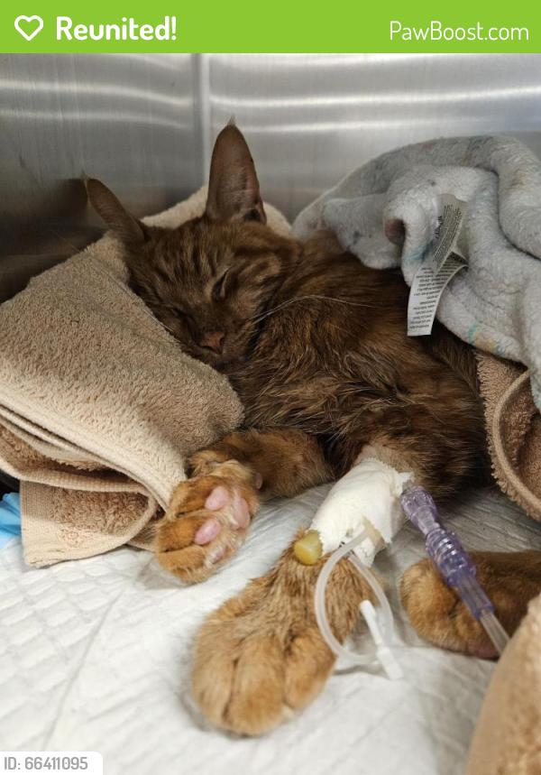 Reunited Male Cat last seen 8th and Fairmount, Philadelphia, PA 19123