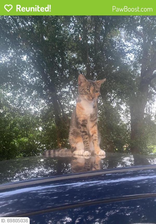 Reunited Female Cat last seen 9th bixby burtonwood and nowlinbury, Ferry Pass, FL 32514