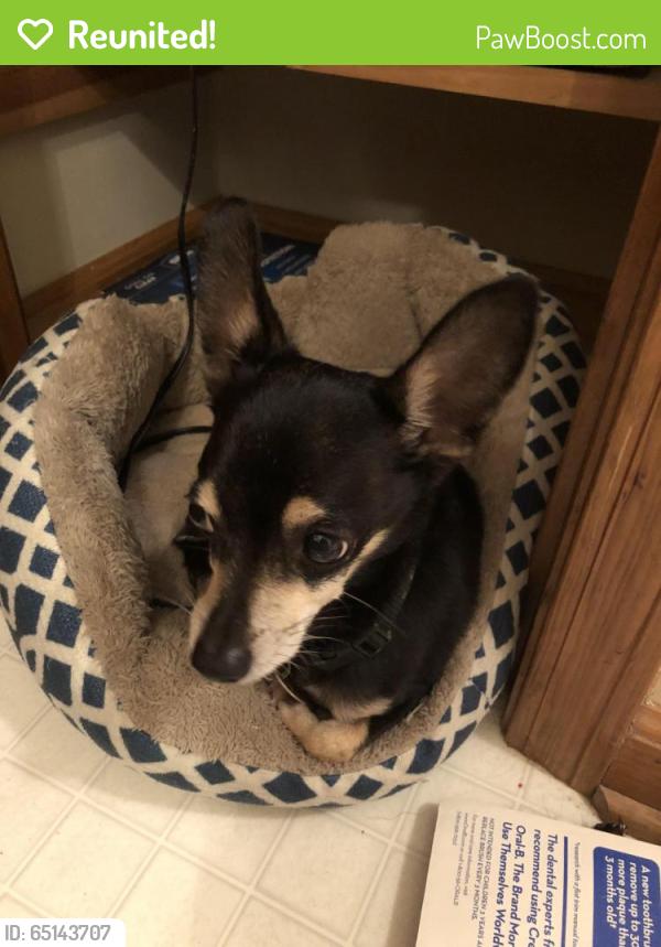 Reunited Male Dog last seen Near Winesap Drive, Austell, GA 30106