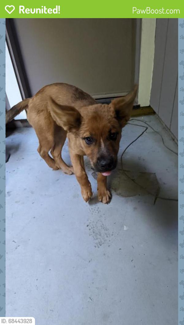 Reunited Female Dog last seen Bell Street, Sacramento, CA 95825