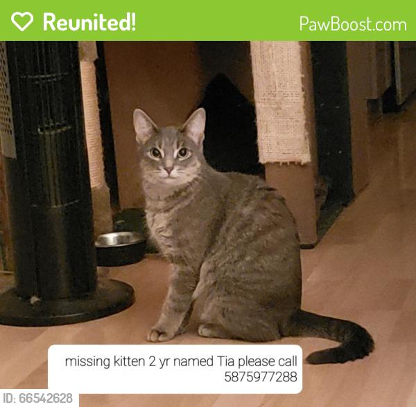 Reunited Female Cat last seen Whyte Oaks apartments , Edmonton, AB T6G 0R1