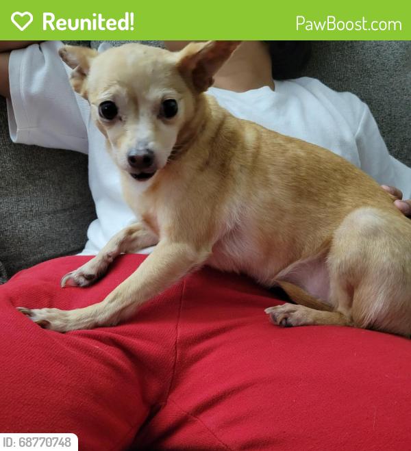 Reunited Female Dog last seen Cavallo Rd. Near Rocketship Delta Prep Elementary School, Antioch, CA 94509