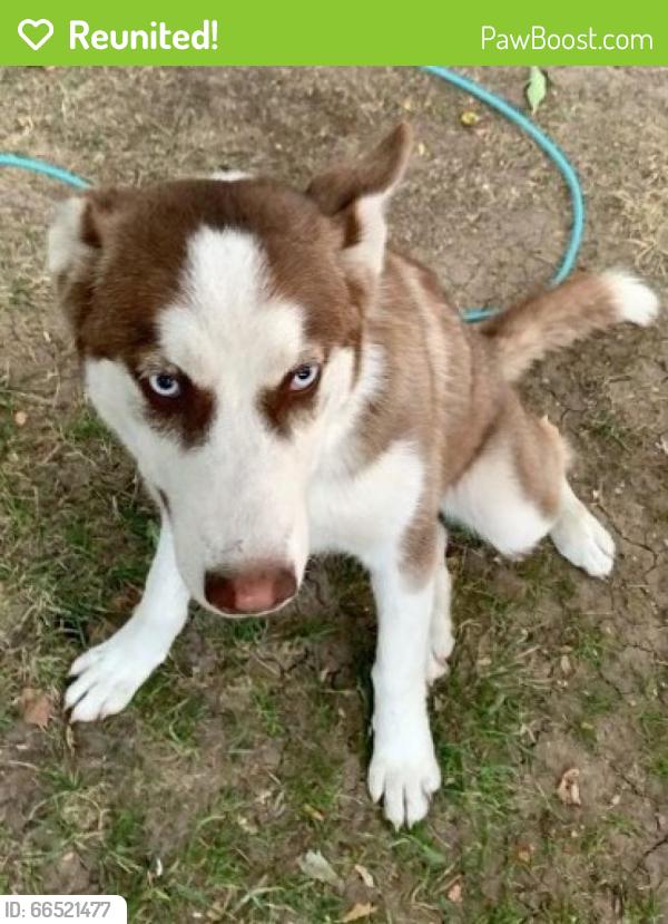 Reunited Female Dog last seen Liberty Hills Park, Thornton, CO, Thornton, CO 80229