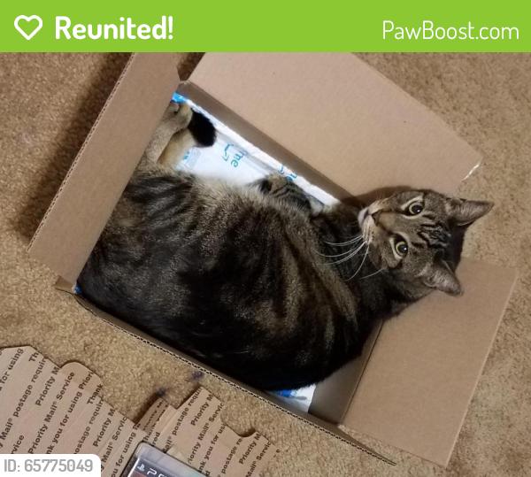 Reunited Male Cat last seen Chittenden Rd & Broad St, Clifton, NJ 07013