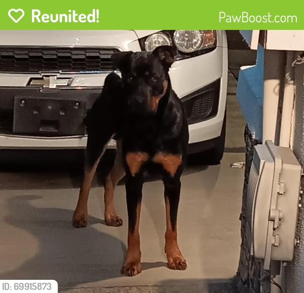 Reunited Unknown Dog last seen At the desert garden park, Glendale, AZ 85303