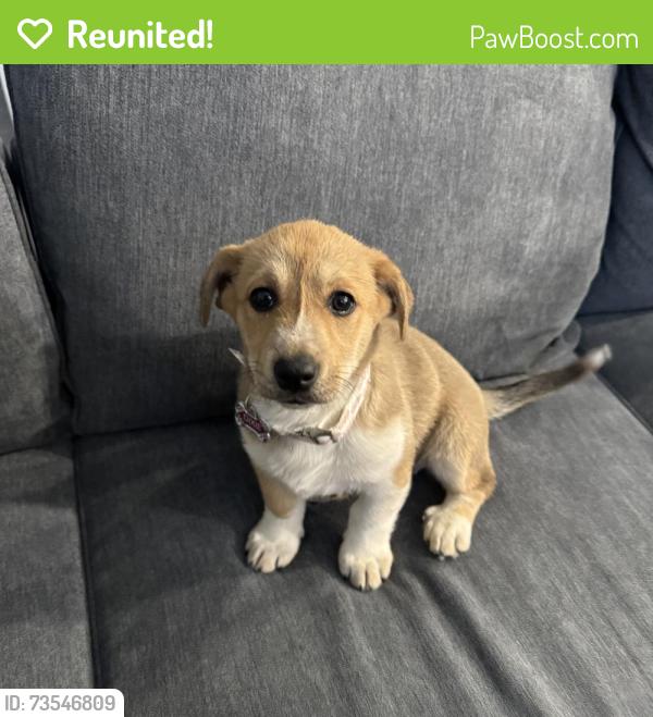 Reunited Female Dog last seen Dema Ln, off garden acres, Fort Worth, TX 76028
