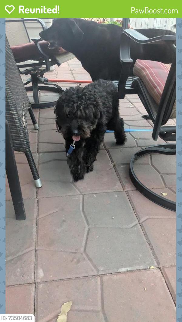 Reunited Male Dog last seen Victory Memorial, Minneapolis, MN 55412