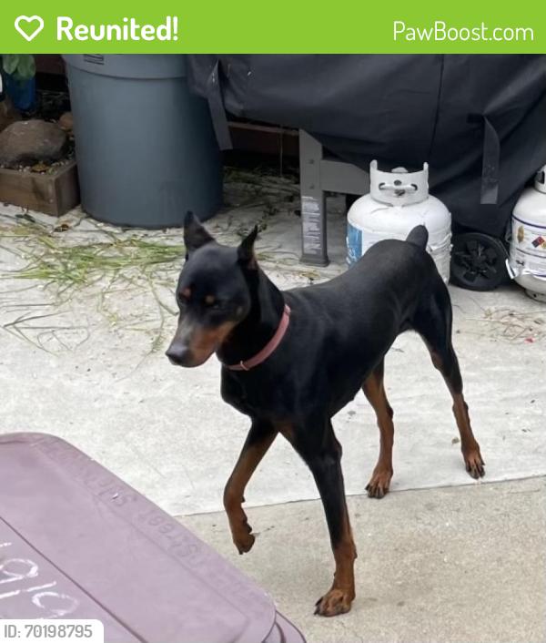 Reunited Male Dog last seen 62nd Ave and Mauritania, Oakland, CA 94605