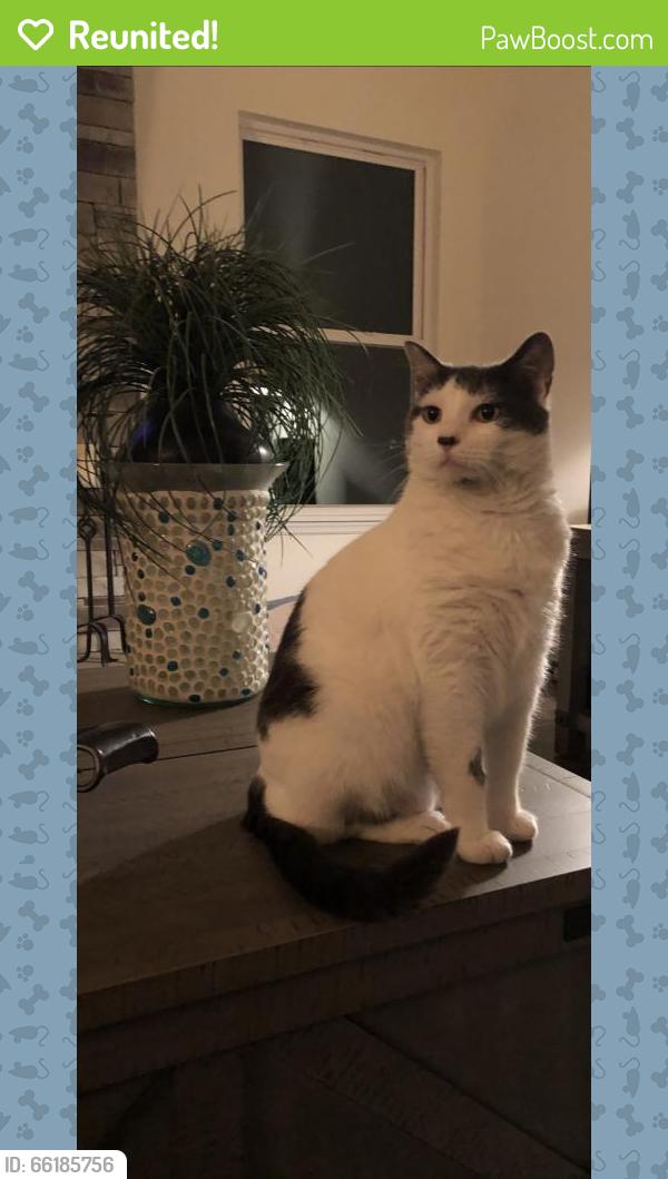 Reunited Male Cat last seen boschertown and hwy b, Rivers Township, MO 63301