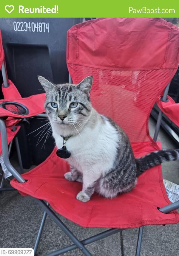 Reunited Male Cat last seen Berchfield park, Hayward, CA 94544