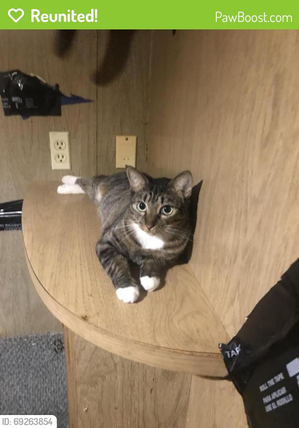 Reunited Female Cat last seen Richards Dr NE near Palm Bay Road, Palm Bay, FL 32905