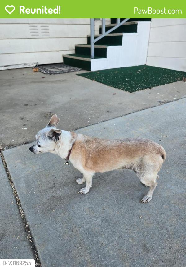 Reunited Female Dog last seen Prospect Ave, Santee, CA 92071