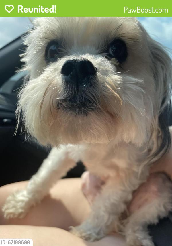Reunited Female Dog last seen Near Teaneck Dr, Houston, TX 77089