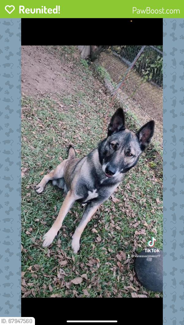 Reunited Female Dog last seen Pinemonte, Houston, TX 77090