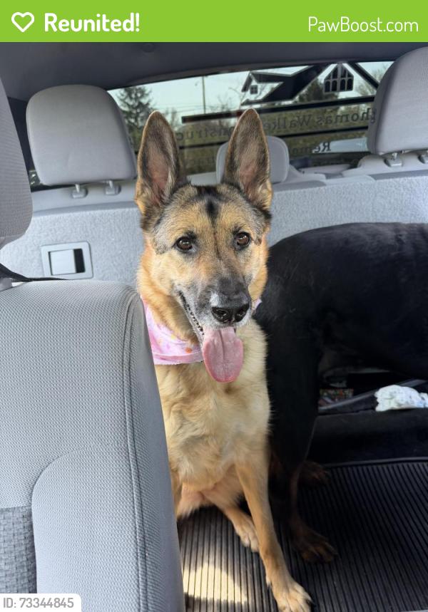 Reunited Female Dog last seen San Luis Rey Pkwy Fenton, Meramec Township, MO 63026