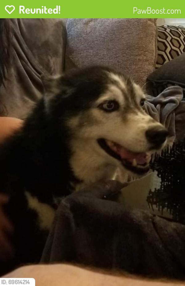 Reunited Female Dog last seen North Holland Road near Judy Miller Elementary, Mansfield, TX 76063