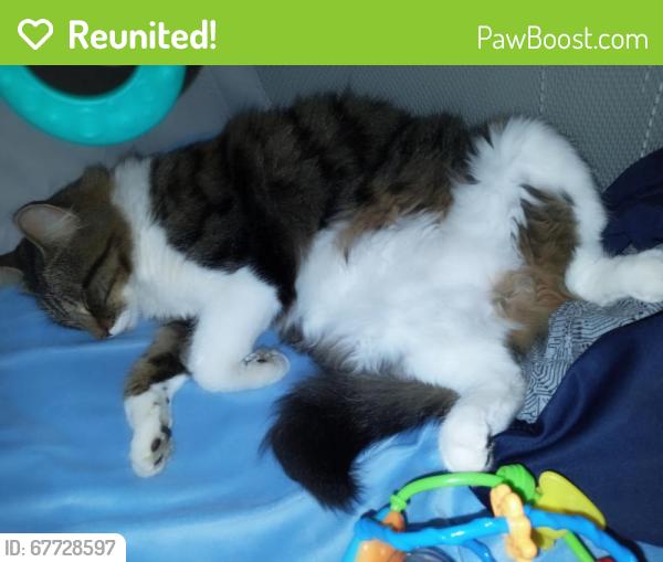 Reunited Female Cat last seen GOOD LUCK RD AND AUBURN AVE, East Riverdale, MD 20737