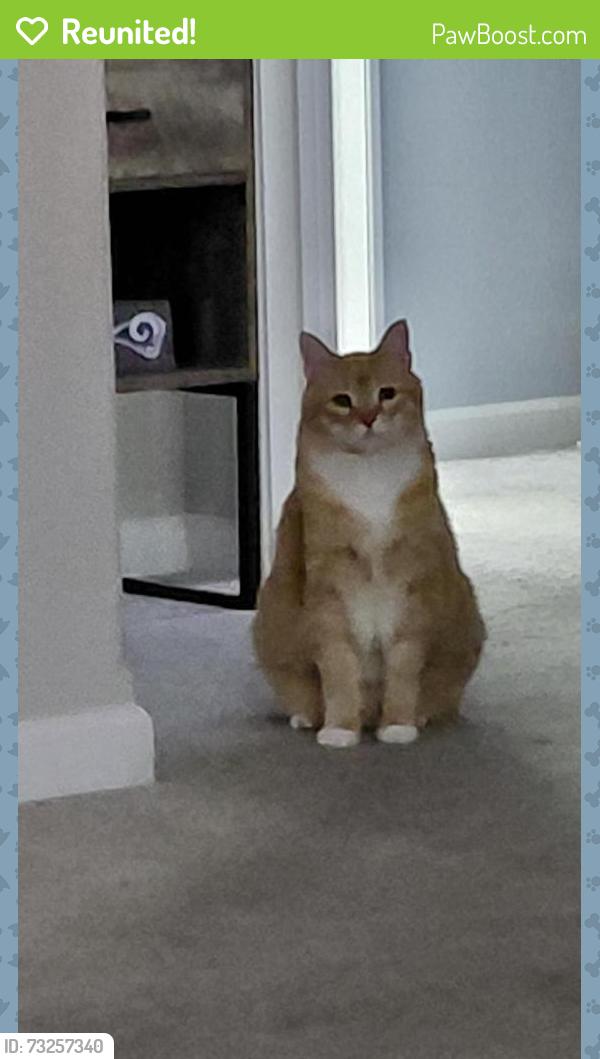 Reunited Male Cat last seen Near E nora ave, Spokane Valley, WA 99016