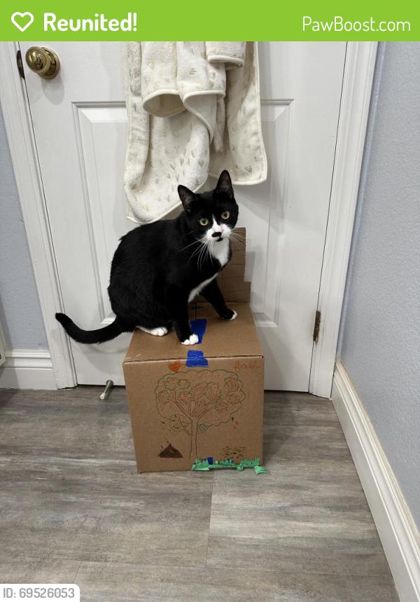 Reunited Male Cat last seen Fallview Street close to Ironhorse Trail, San Ramon, CA 94583
