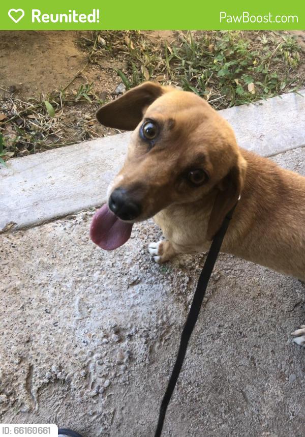 Reunited Female Dog last seen Mecca St, Odessa, TX 79762, USA, Odessa, TX 79762
